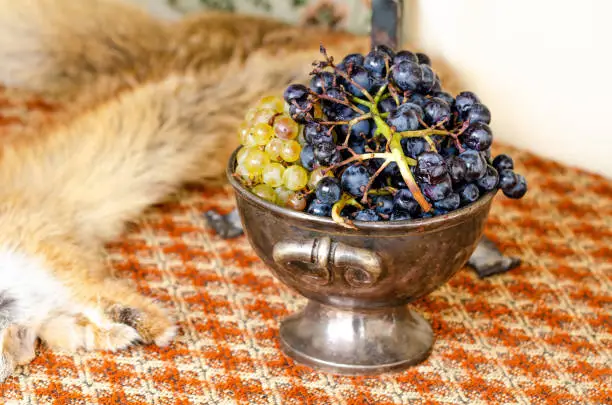 Medieval bowl with grapes and fur coat from a dead fox. Still life