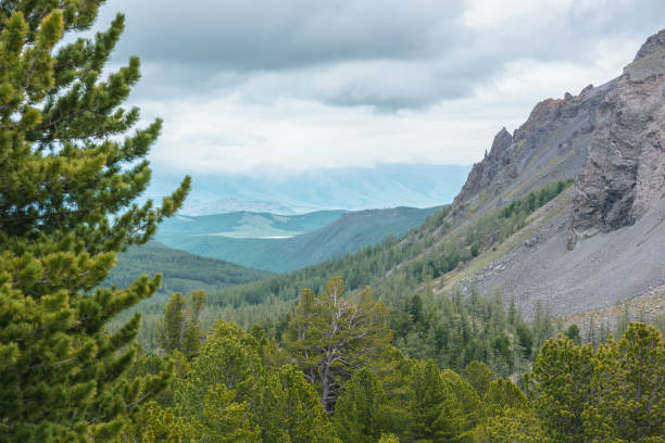istock Scenic view from sunlit coniferous trees to forest valley and sharp rocky mountain range in low clouds. Awesome mountain landscape with cedar in conifer forest and sharp rocks at changeable weather. 1373028974