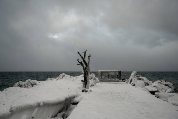 istock Lonely tree on the lake in winter 1373029825