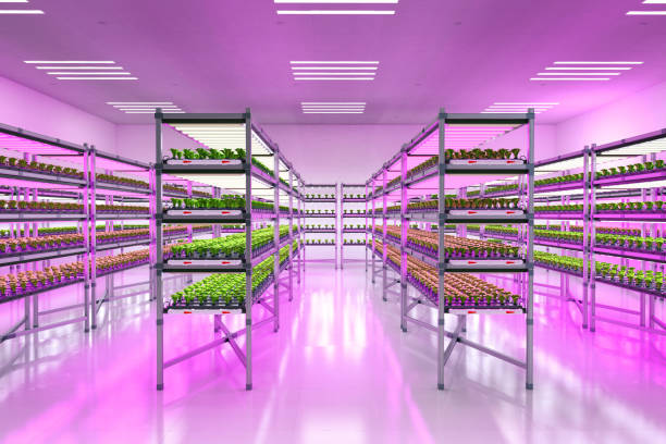 istock indoor farm system raised plants on shelves growth with led light 1373030710