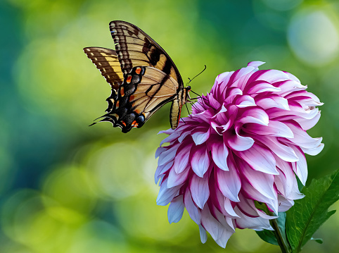 A butterfly visiting a pink dahlia flower