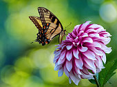 istock Butterfly on Pink Dahlia Flower 1373031097