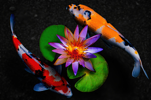 Lotus or water lily and koi fishes in a pond with black sand