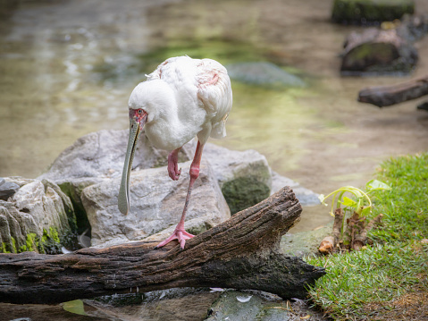 Closeup View of African Spoonbill Standing on One Leg on Tree Trunk in the Middle of Water.