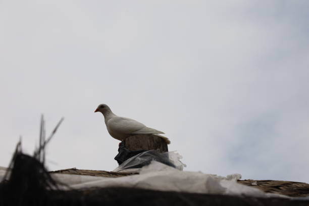 white dove perched on the gazebo in the park