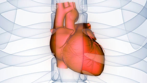 istock Human Circulatory System Heart Anatomy 1373033581