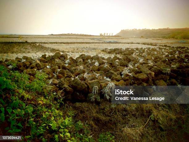 Sunset Fields In Ranca Buaya Beach Garut West Java Indonesia Stock Photo - Download Image Now