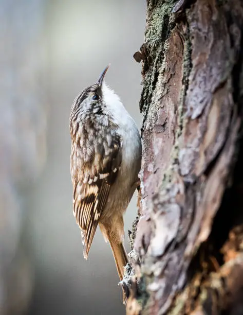 A Brown Creeper makes its way up a pine tree as it forages for food.