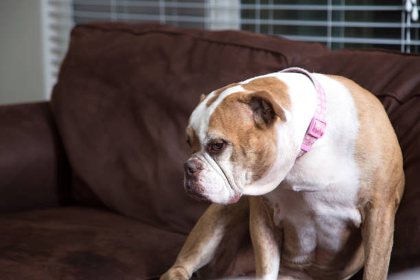 Man's best friend, his dog.  English Bulldog.