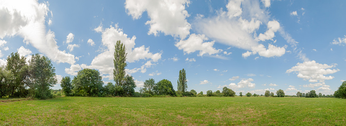 Panoramic of a meadow with poplars on a very sunny day. France.