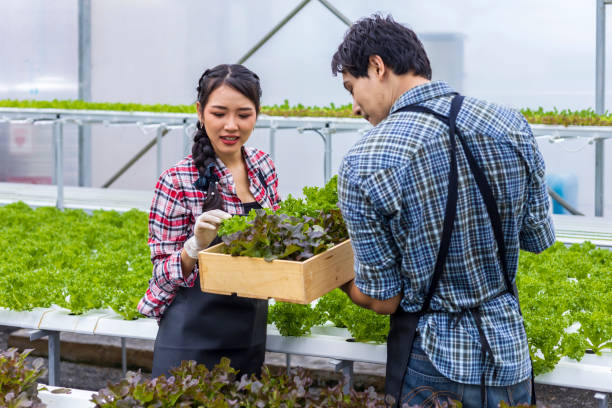 agricultores locales asiáticos que cultivan su propia ensalada de lechuga de roble verde en el invernadero utilizando el enfoque orgánico del sistema de agua hidropónico para la empresa familiar y recogiendo algunos para la venta - leaf vegetable salad child spring fotografías e imágenes de stock