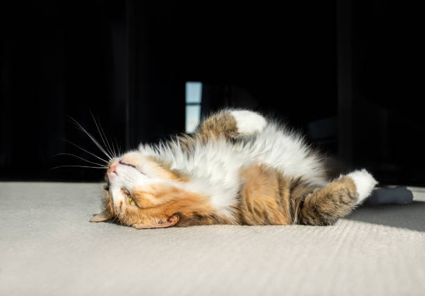Old tabby cat with green eyes relaxing at home.