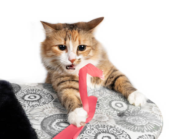 Cat catching a ribbon from behind.