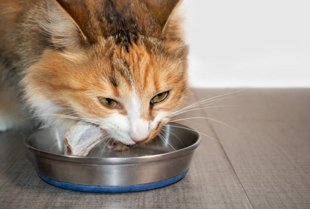 istock Cute cat eating a raw chicken wing tip for her meal. 1373047111