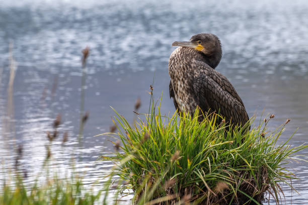 cormorant lake summer water grass stock photo