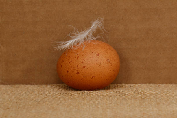 Studio shot of a spotted brown chicken egg on a burlap surface with a cardboard background.