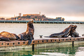 Alcatraz San Francisco bay harbor view of sea lions by the pier. Scenic view of popular tourist attraction in west coast, California, USA