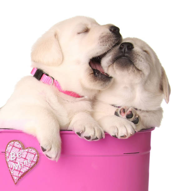 Valentine puppies Valentine puppies in a pink container with a heart that says "be mine". heart shape valentines day fur pink stock pictures, royalty-free photos & images