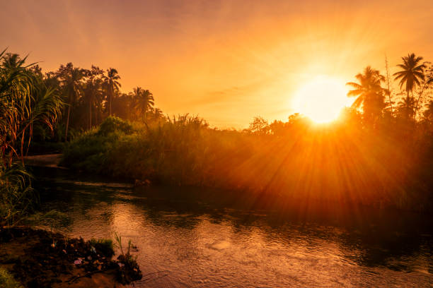 river and forest at golden hour