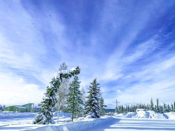 istock Snow on Trees in Alaska 1373053734