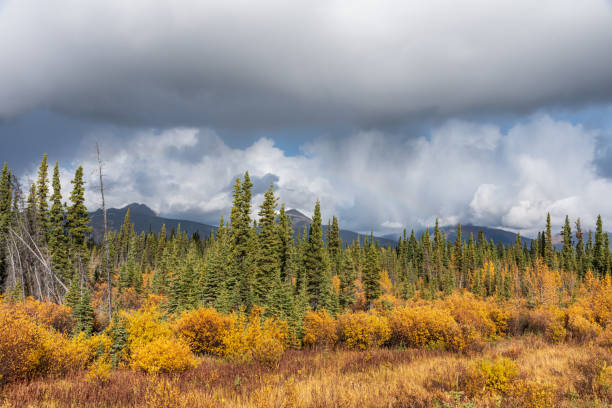 istock Fall season in northern Canada during September in autumn 1373055409