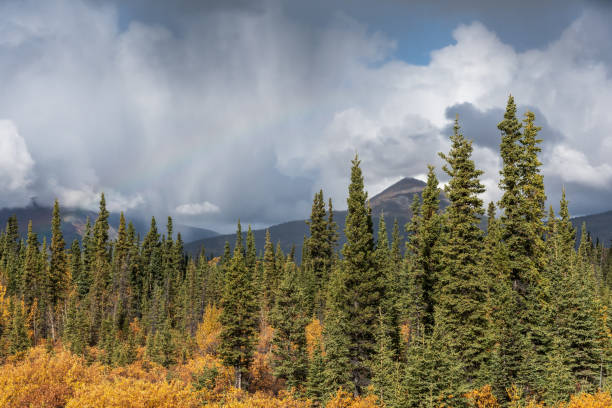 Stunning fall, golden colors in northern Canada with stormy looking sky above the wilderness landscape below.