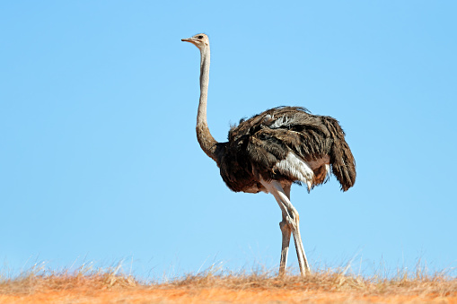 An ostrich (Struthio camelus) on a dune against a blue sky, Kalahari desert, South Africa