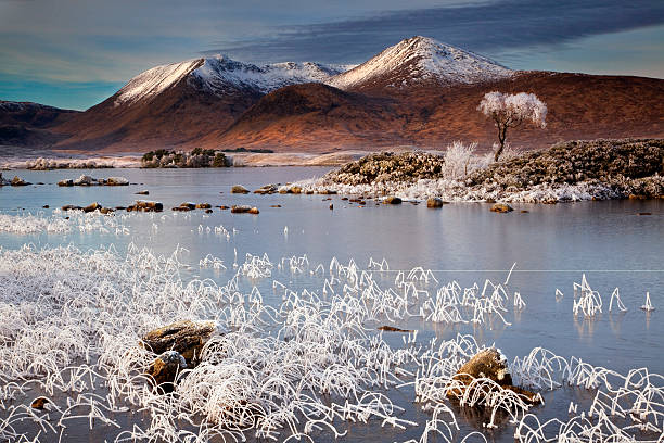 istock Island tree on Rannoch moor 137305606
