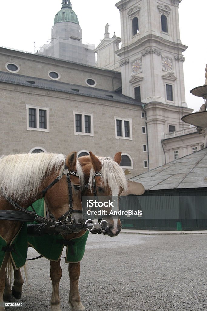 Brown Horses in Austria Two horses ready to pull carriage in Salzburg, Austria Animal Stock Photo