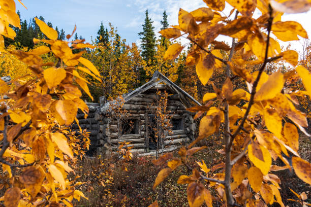 istock Abandoned and old gold rush era cabin falling over, collapsing in fall, autumn season 1373057306