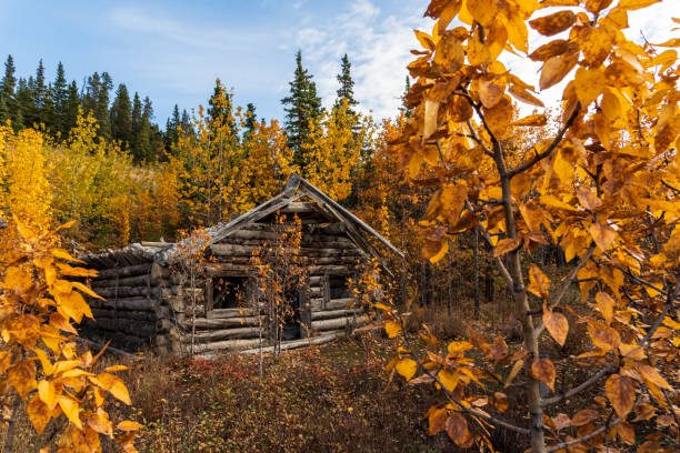istock Abandoned and old gold rush era cabin falling over, collapsing in fall, autumn season 1373057342