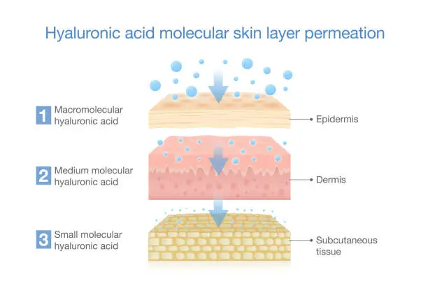 Vector illustration of Hyaluronic acid molecular skin layer permeation. Illustration about treatment deep skin with moisture and water of Hyaluronic acid.