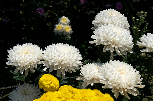 White Chrysanthemum morifolium flower with leaves