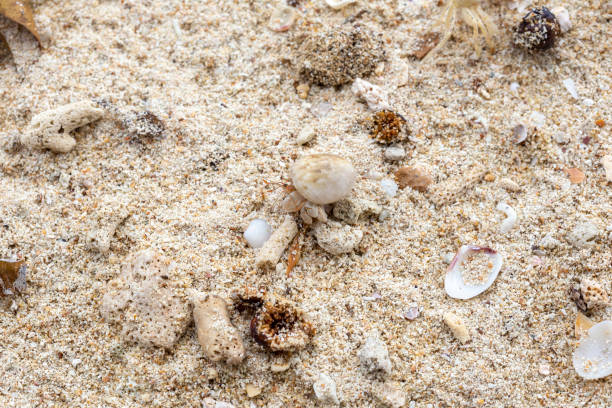 Small hermit crab in the sand of the island Koh Mook, Thailand,Hermit crab get out from shell to explores the environment in local Seychelle beach.
