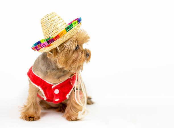 istock Funny yorkshire terrier in sombrero. 1373060139