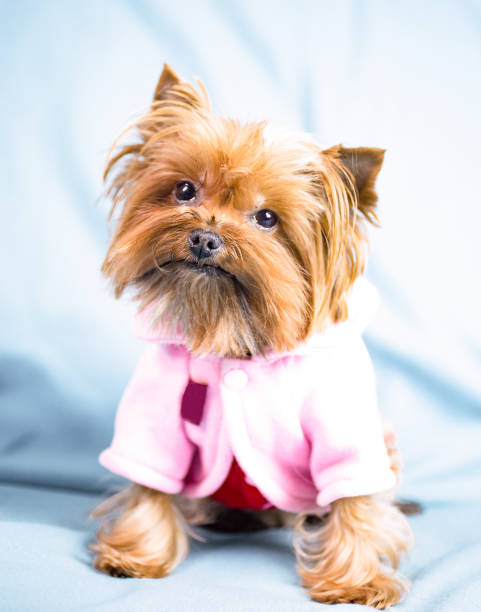 istock Cute small yorkshire terrier sitting on blue background. 1373060142