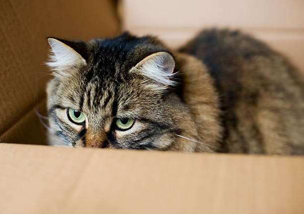 cat in the box stock photo
