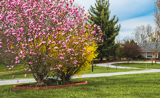 View of Midwestern suburban front yard with blooming magnolia bush  in foreground and blooming forsythia behind it in spring, footpath leading to the house in background