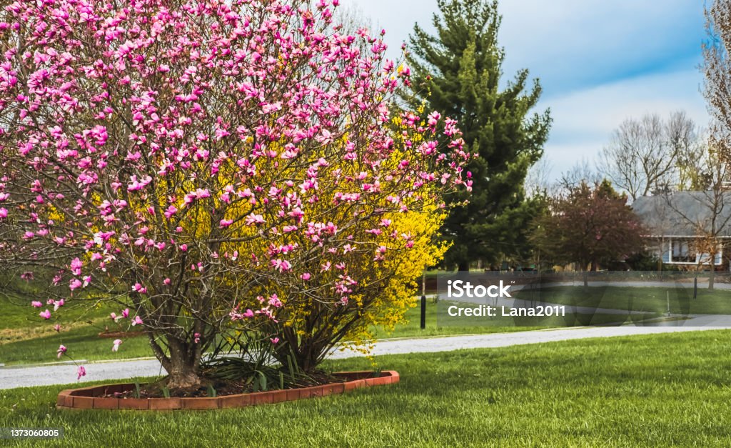 View of Midwestern suburban front yard with blooming magnolia bush  in foreground and blooming forsythia behind it in sprin View of Midwestern suburban front yard with blooming magnolia bush  in foreground and blooming forsythia behind it in spring, footpath leading to the house in background Magnolia Stock Photo