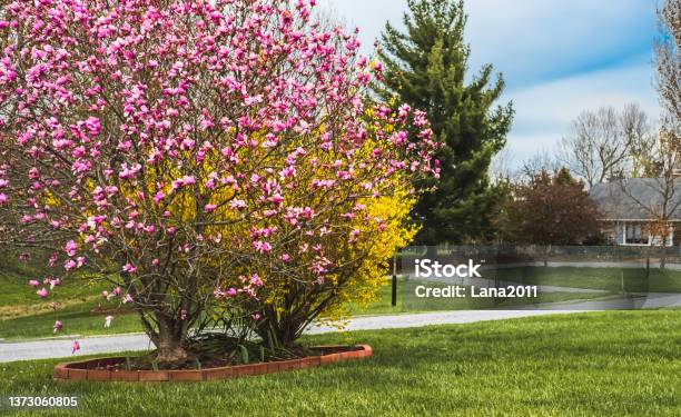 View Of Midwestern Suburban Front Yard With Blooming Magnolia Bush In Foreground And Blooming Forsythia Behind It In Sprin Stock Photo - Download Image Now
