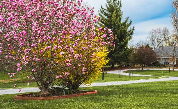 vista do jardim da frente suburbana do centro-oeste com arbusto magnólia florescendo em primeiro plano e florescindo forsythia atrás dele em sprin - magnolia bloom - fotografias e filmes do acervo