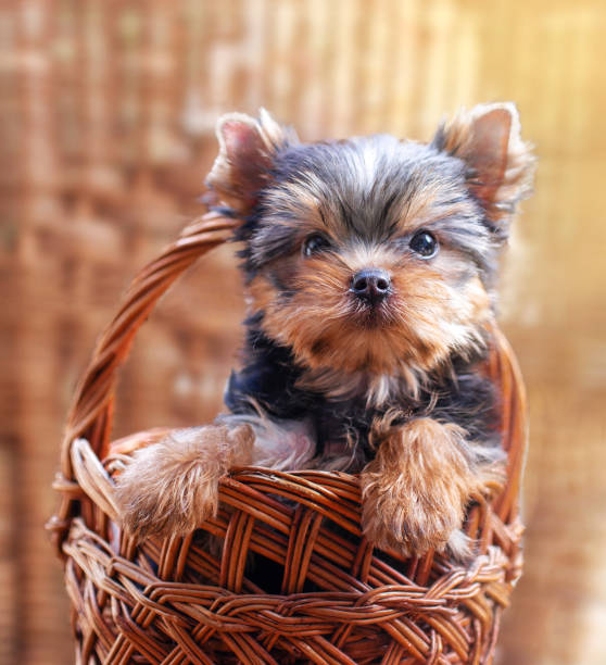 istock Small yorkshire puppy in wicker basket. 1373061420