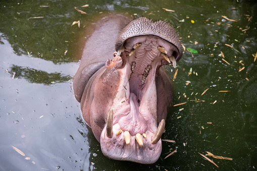 A hippo (Hippopotamus amphibius) at the zoo in Yogyakarta, Indonesia