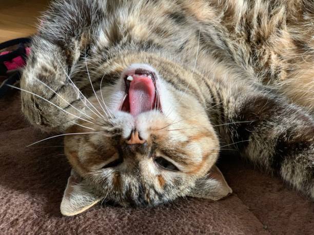 Cat put out tongue