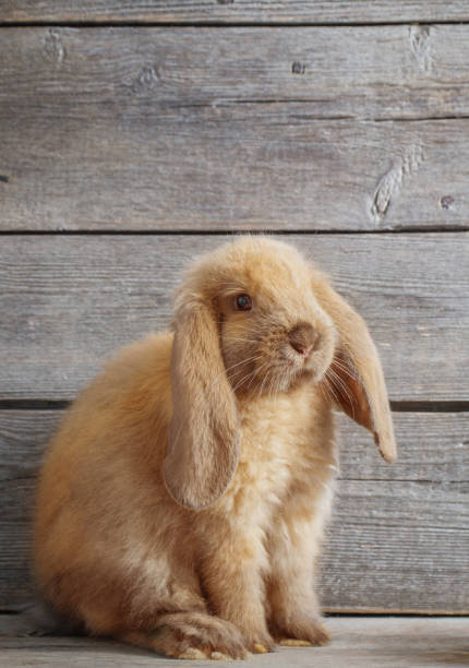 istock little red rabbit on old wooden background 1373065628