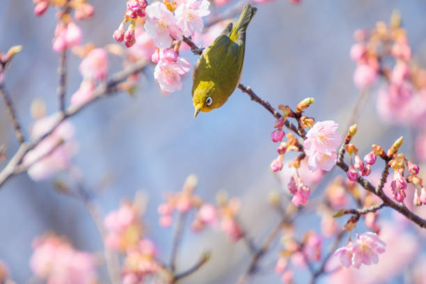 istock Kawazu cherry blossoms and Warbling white-eye 1373067451