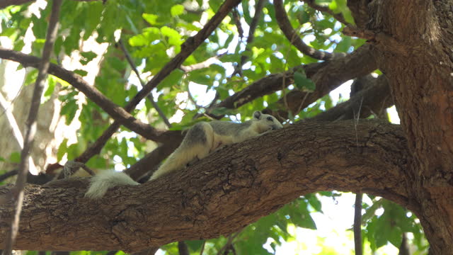 Squirrels on tree.