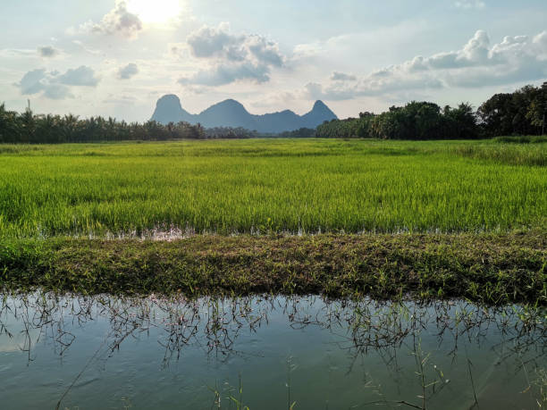 View landscape farmland and paddy rice field in farm meadow of countryside rural with canal pond and Phu Khao Ok Thalu mountain for thai people travel visit in morning time at Phatthalung, Thailand View landscape farmland and paddy rice field in farm meadow of countryside rural with canal pond and Phu Khao Ok Thalu mountain for thai people travel visit in morning time at Phatthalung, Thailand phatthalung province stock pictures, royalty-free photos & images