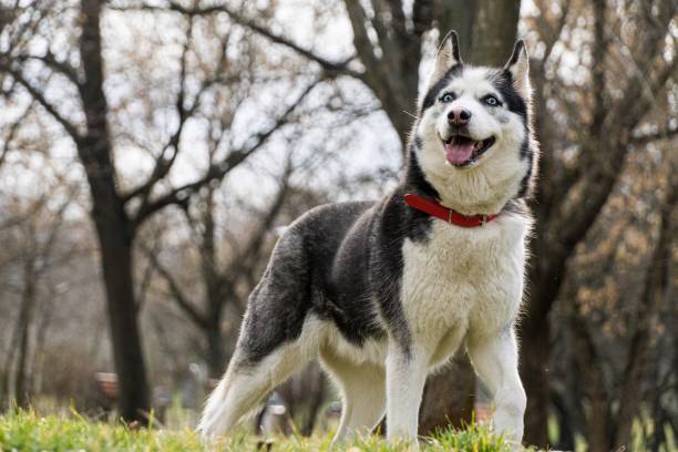 a happy dog - siberian husky imagens e fotografias de stock