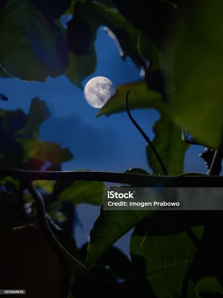Full moon Full moon under a tree Moonlight Stock Photo